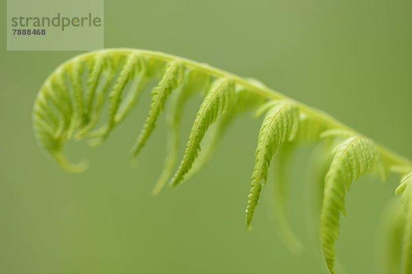 Männliches Farnblatt (Dryopteris filix-mas) im Frühling