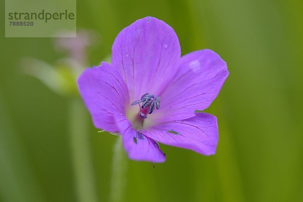 Wald-Storchschnabel (Geranium sylvaticum)