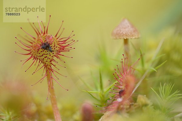 Sonnentau (Drosera rotundifolia)