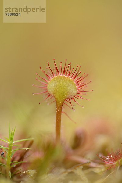 Sonnentau (Drosera rotundifolia)