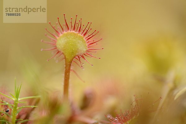 Sonnentau (Drosera rotundifolia)