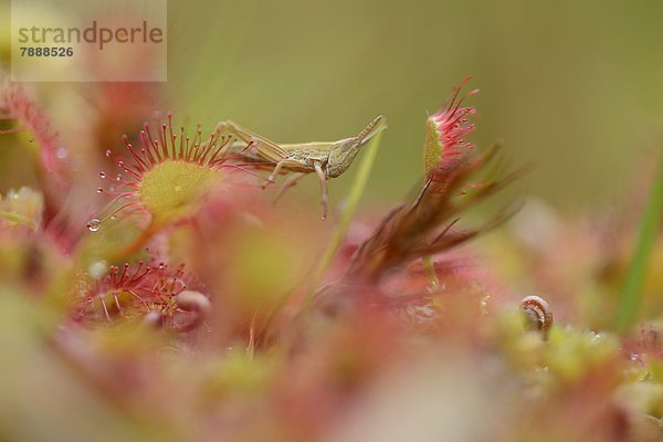 Sonnentau Drosera rotundifolia Heuschrecke