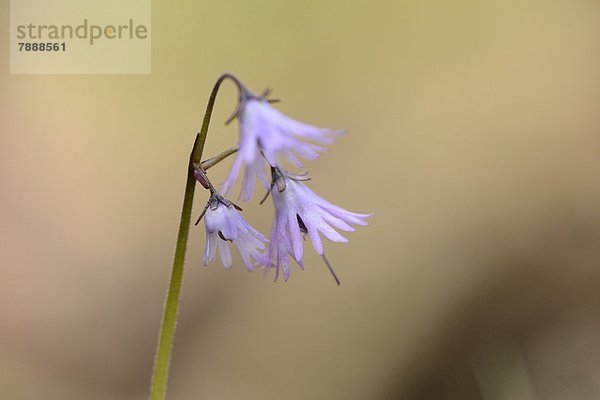 Lilafarbene Blume