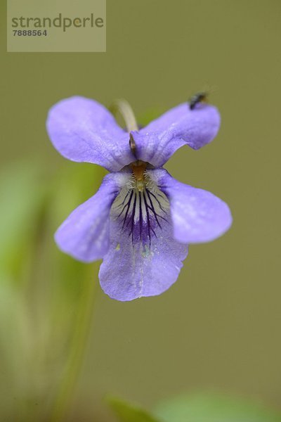 Lilafarbene Blume