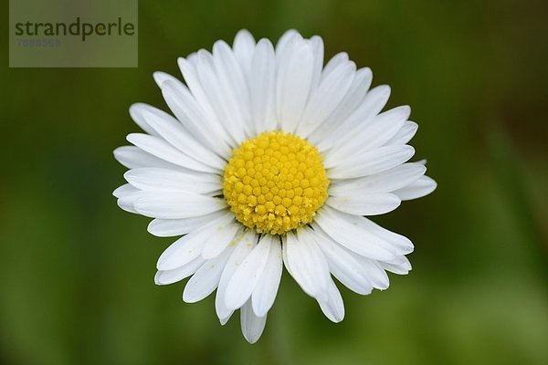 Gänseblümchen (Bellis perennis)