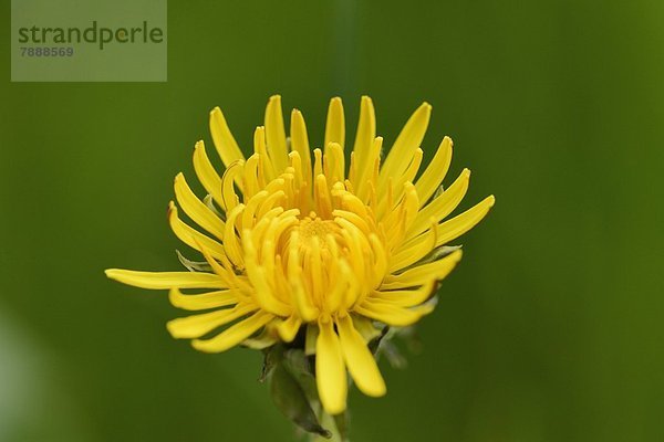 Löwenzahn (Taraxacum)