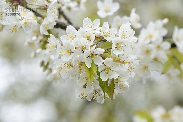 Blühender Baum im Frühling