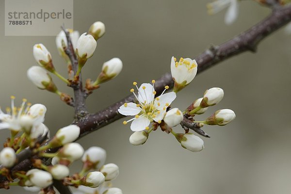 Blühender Baum im Frühling