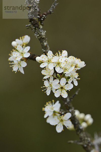 Blühender Baum im Frühling