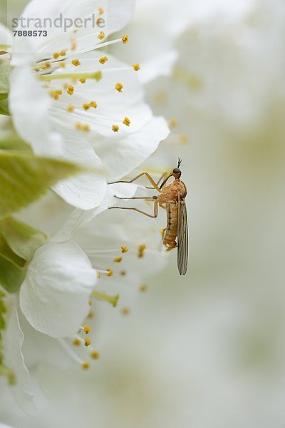 Insekt auf einer Blüte