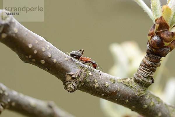 Rote Waldameise (Formica rufa) an einem Ast