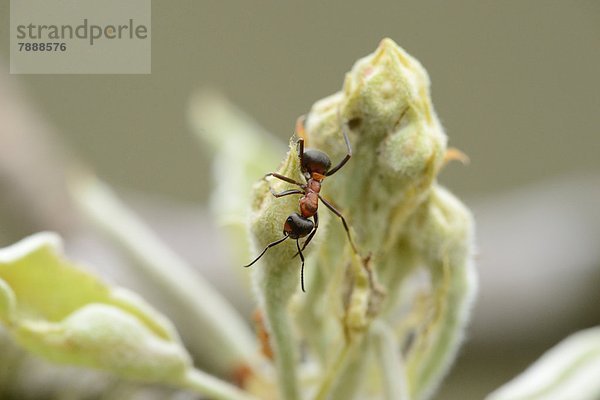 Rote Waldameise (Formica rufa) an einer Knospe