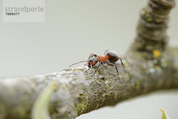 Rote Waldameise (Formica rufa) an einem Ast