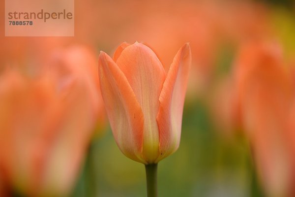 Blühende Tulpen