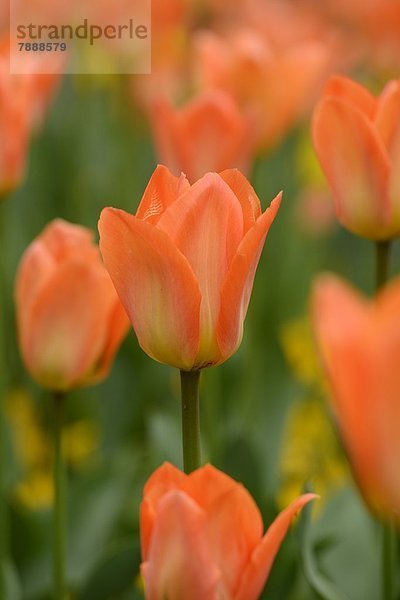 Blühende Tulpen