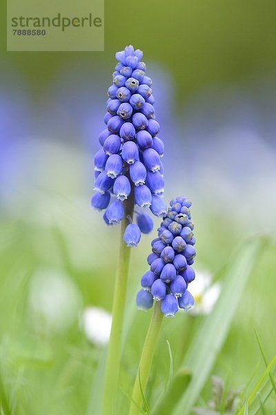 Weinbergs-Traubenhyazinthe (Muscari neglectum)