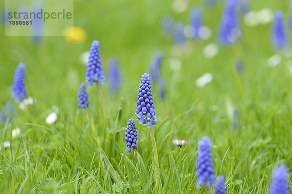 Weinbergs-Traubenhyazinthen (Muscari neglectum) auf einer Wiese