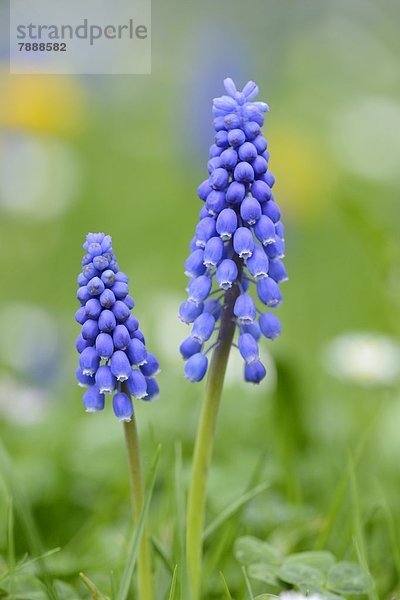 Weinbergs-Traubenhyazinthe (Muscari neglectum)