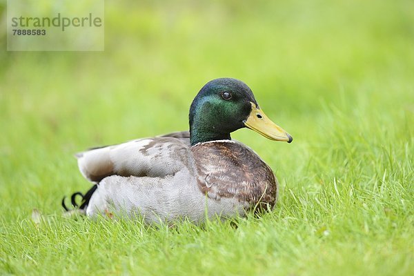 Männliche Stockente (Anas platyrhynchos) auf einer Wiese