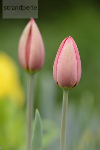 Blühende Tulpen