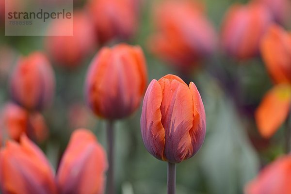 Blühende Tulpen