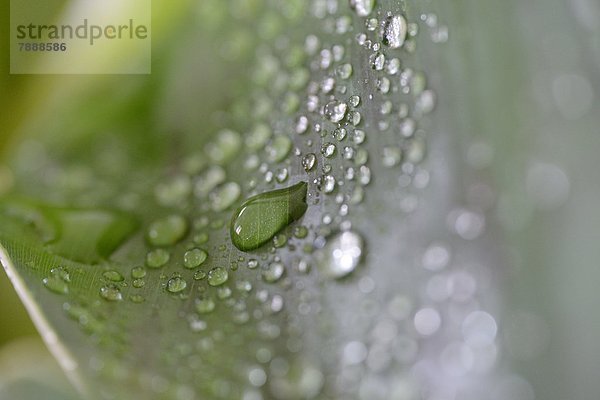 Wassertropfen auf einem Blatt