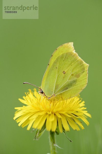 Schmetterling auf Löwenzahn