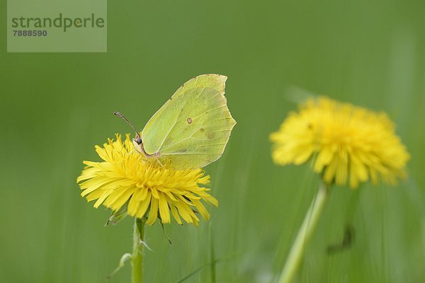 Schmetterling auf Löwenzahn