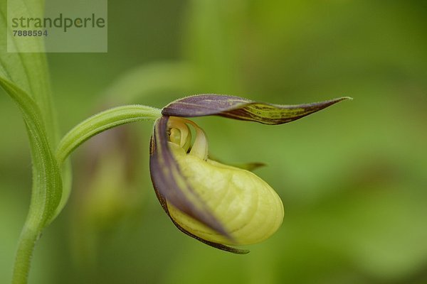 Gelber Frauenschuh (Cypripedium calceolus)