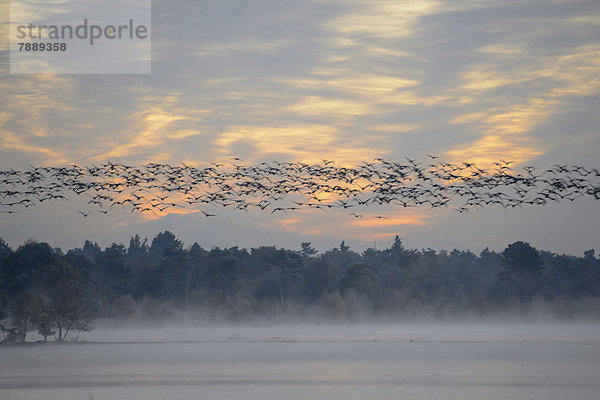 Ein Schwarm Vögel fliegt über einem Moorsee  morgens