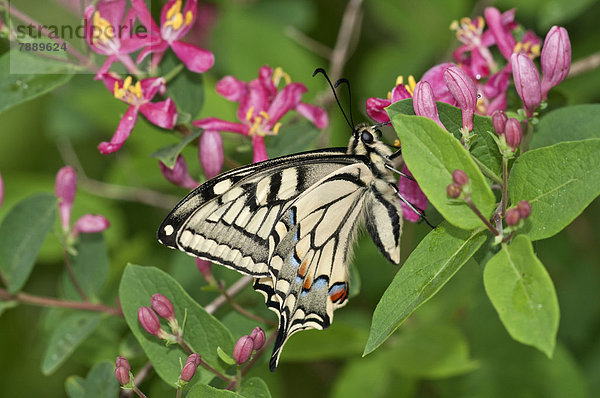 Schwalbenschwanz (Papilio machaon)  Flügelaußenseite