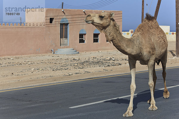 Dromedar (Camelus dromedarius) auf Straße
