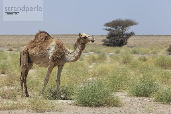 Wild lebendendes Dromedar (Camelus dromedarius)