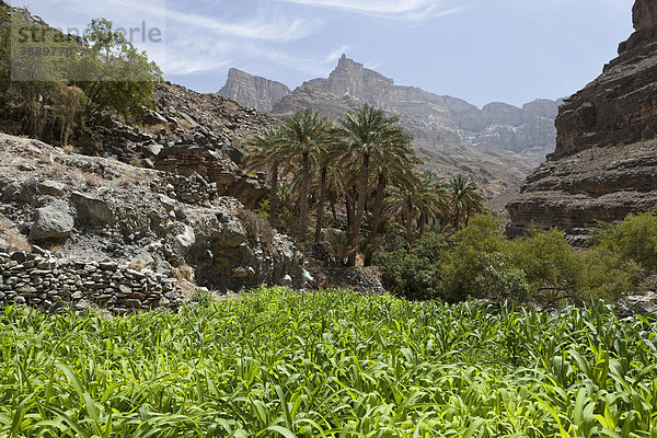 Oase mit Dattelpalmen und grünen Feldern  Schlucht Dschabal Schams oder Jebel Shams