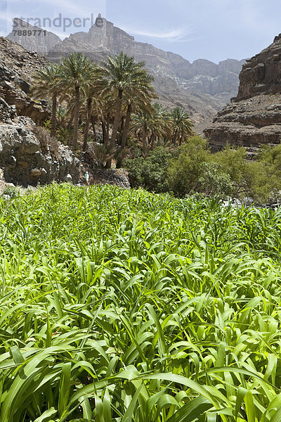 Oase mit Dattelpalmen und grünen Feldern  Schlucht Dschabal Schams oder Jebel Shams