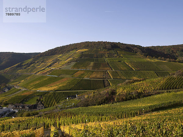 Weinberge im Herbst