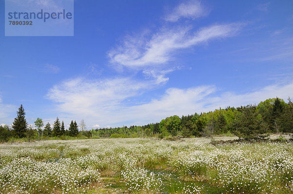 Vernässtes Hochmoor  Grundbeckenmoor Rosenheim mit blühendem Scheiden-Wollgras (Eriophorum vaginatum)