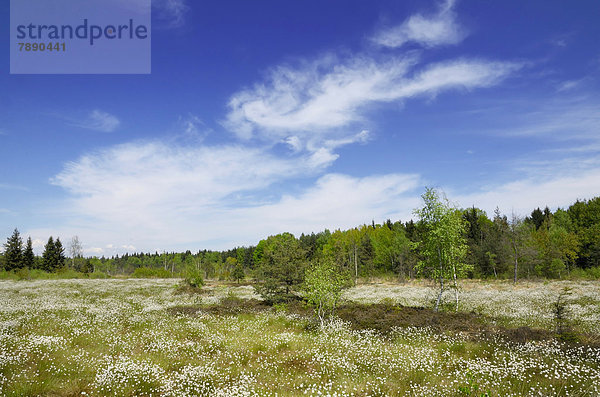 Vernässtes Hochmoor  Grundbeckenmoor Rosenheim mit blühendem Scheiden-Wollgras (Eriophorum vaginatum)