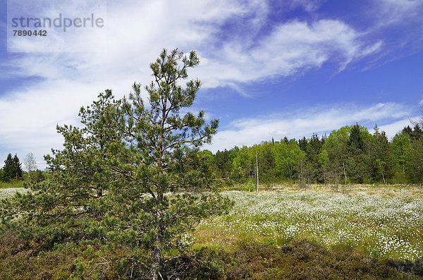 Moorkiefern (pinus uncinata) in vernässtem Hochmoor  Grundbeckenmoor Rosenheim mit blühendem Scheiden-Wollgras (Eriophorum vaginatum)