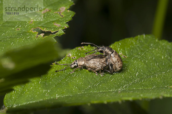 Rüsselkäfer (Peritelus familiaris) bei der Kopulation