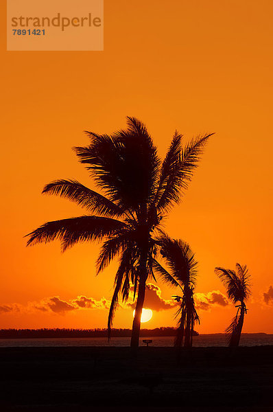 Kokospalmen (Cocos nucifera) bei Sonnenaufgang