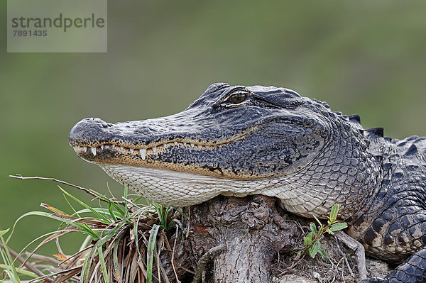 Mississippi-Alligator oder Hechtalligator (Alligator mississippiensis)  Portrait