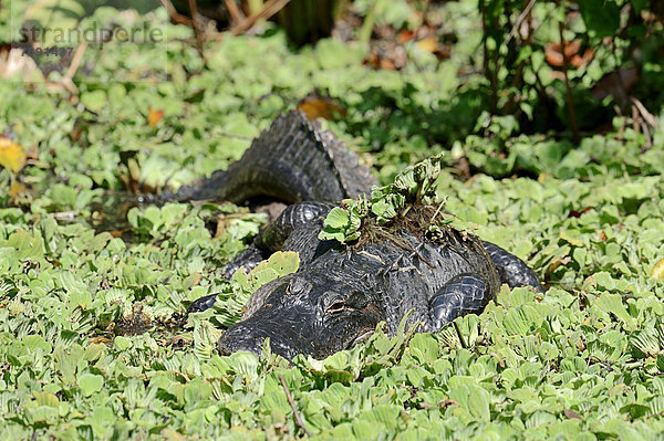 Mississippi-Alligator oder Hechtalligator (Alligator mississippiensis) inmitten von Wassersalat oder Grüner Wasserrose (Pistia stratiotes)