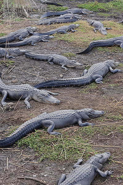 Mississippi-Alligatoren oder Hechtalligatoren (Alligator mississippiensis)