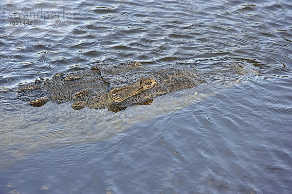Spitzkrokodil oder Amerikanisches Krokodil (Crocodylus acutus) im Wasser