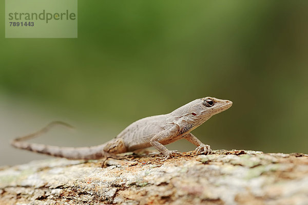 Anolis (Anolis distichus floridanus)