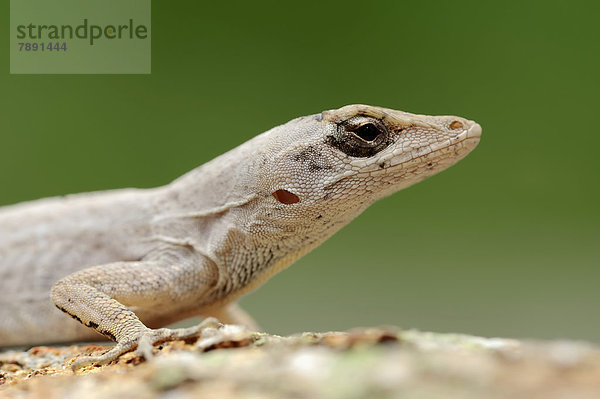 Anolis (Anolis distichus floridanus)