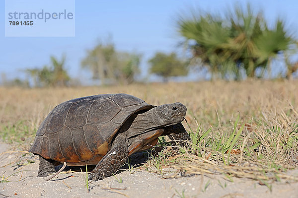 Gopherschildkröte  Florida-Gopherschildkröte oder Georgia-Gopherschildkröte (Gopherus polyphemus)