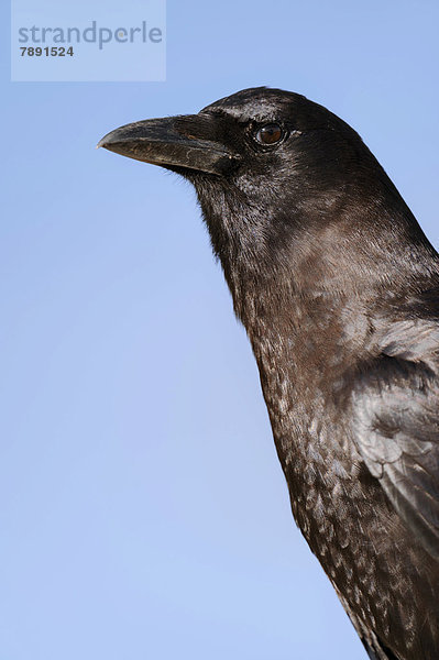 Amerikanerkrähe oder Amerikanische Krähe (Corvus brachyrhynchos)  Portrait