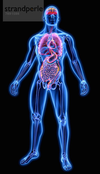 Beleuchtete Organe in blauem anatomischen Modell